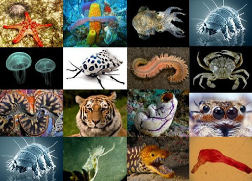 AGC-1025 Zoologia (2-F-2)