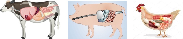 Fisiología Animal Mixto Sayula 2025