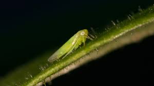 AED-1023- Entomología 6F1_2025-2