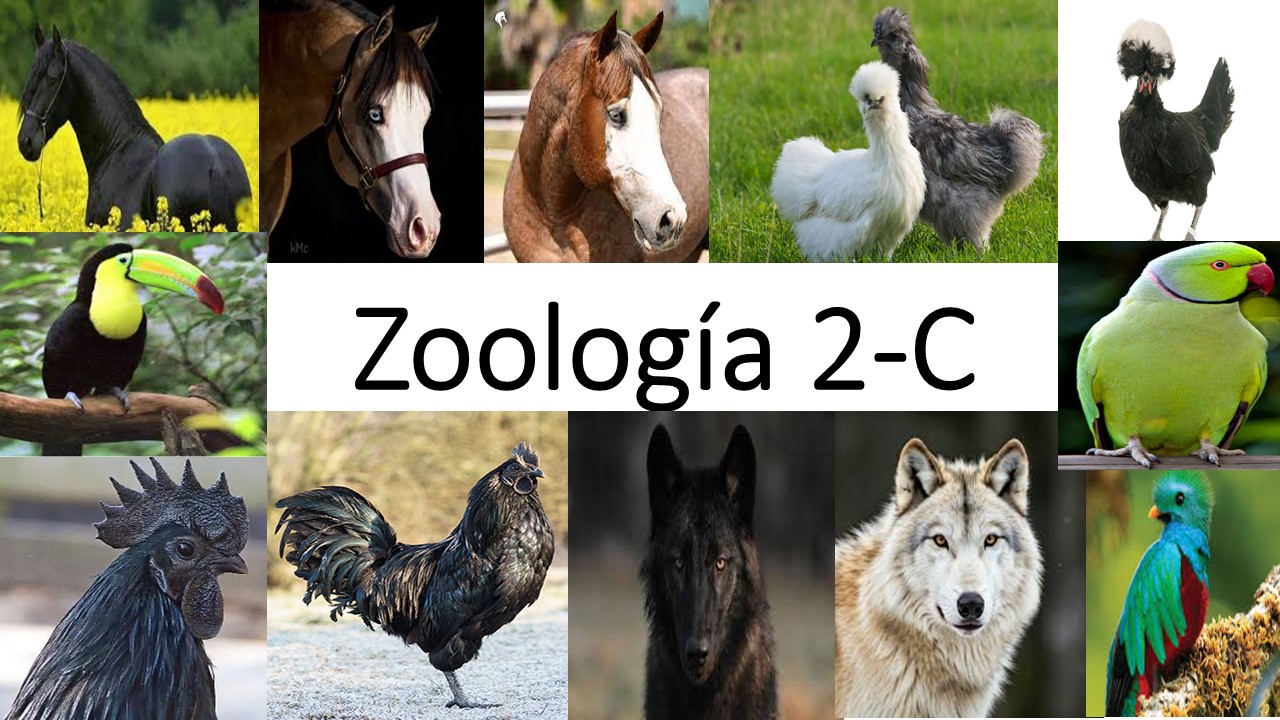 Zoologia 2-C