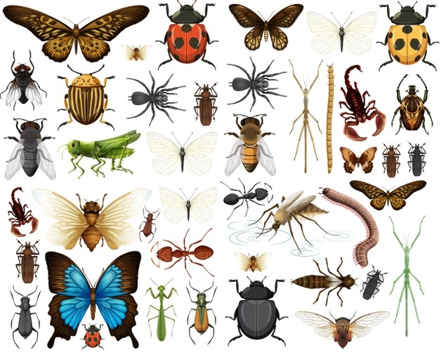 AED-1023 ENTOMOLOGIA 6BG