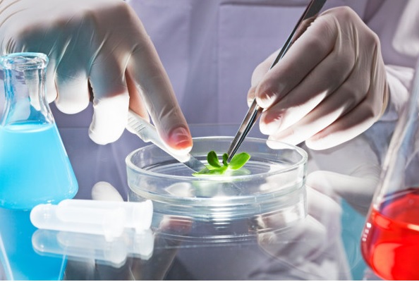 FIF-2304 Biotecnología Vegetal (3-2-5) 8AG