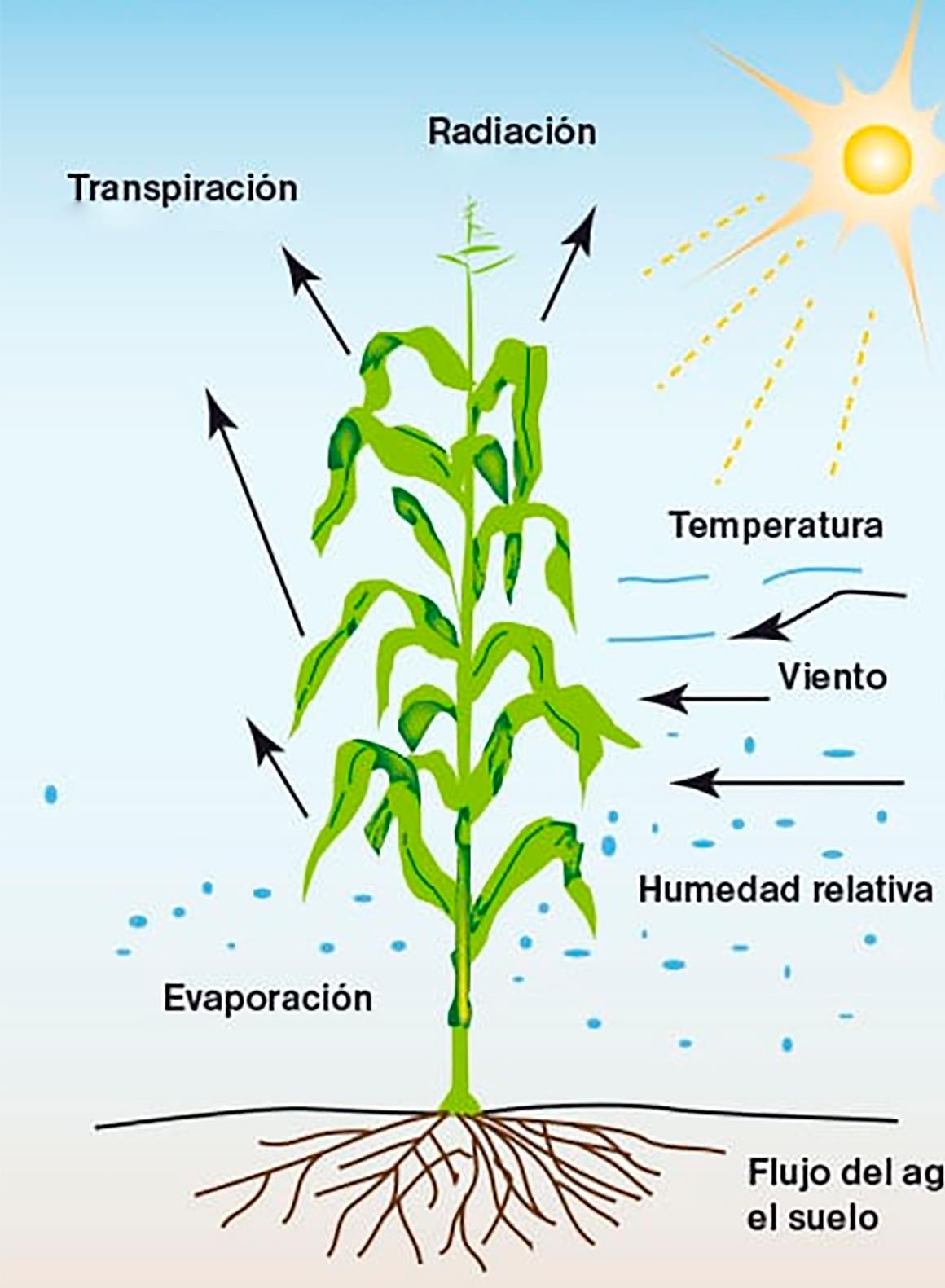 Relacion Agua Suelo Planta Atmosfera